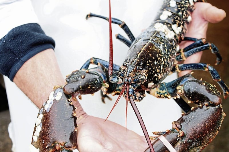 Call for law on boiling lobsters alive in Northern Ireland to be clarified amid warning ‘inhumane’ practice already illegal