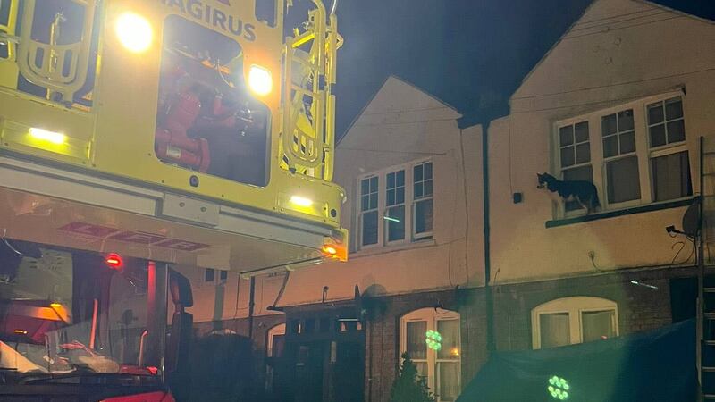 Fire services attended a house in Tottenham to save a husky that made its way onto a window ledge (London Fire Brigade)