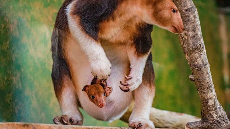 The tree-dwelling marsupial is the first to be born in a Chester Zoo breeding programme aimed at saving the highly endangered species from extinction.