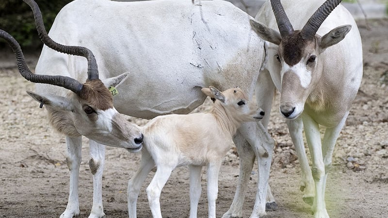 An addax, Arabian oryx, two Grevy’s zebra and two giant elands were born last week.