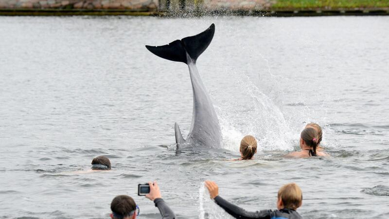 Swimmers take pictures of a dolphin near the German coastal town of Kiel. Authorities had warned people not to get too close to the animal. Picture by Thomas Eisenkraetzer, dpa via Associated Press