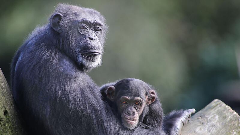 Chimpanzee's at Belfast Zoo. Picture by Hugh Russell&nbsp;