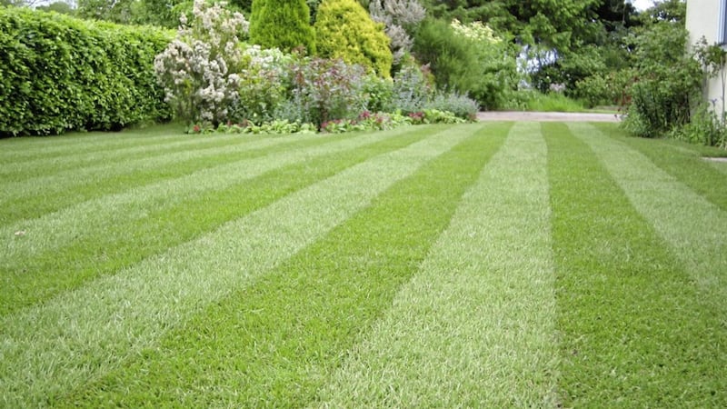 It&#39;s best to give your lawn a mow before scarifying 