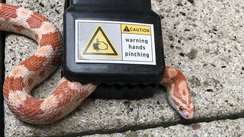 A passer-by spotted the trapped snake and alerted the RSPCA.