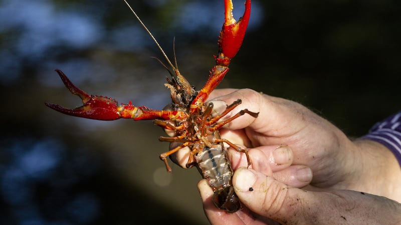The crayfish population has boomed over the past two years after particularly mild winters.
