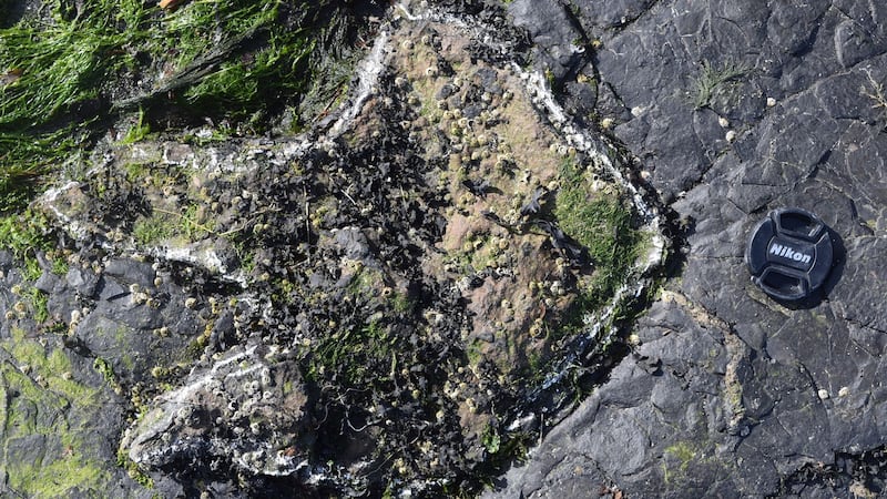 Palaeontologists examined around 50 newly identified footprints on the island.