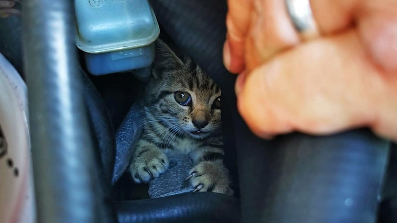 The eight-week-old kitten was discovered inside a tiny hole between the wheel arch and liner of a Volkswagen Golf.