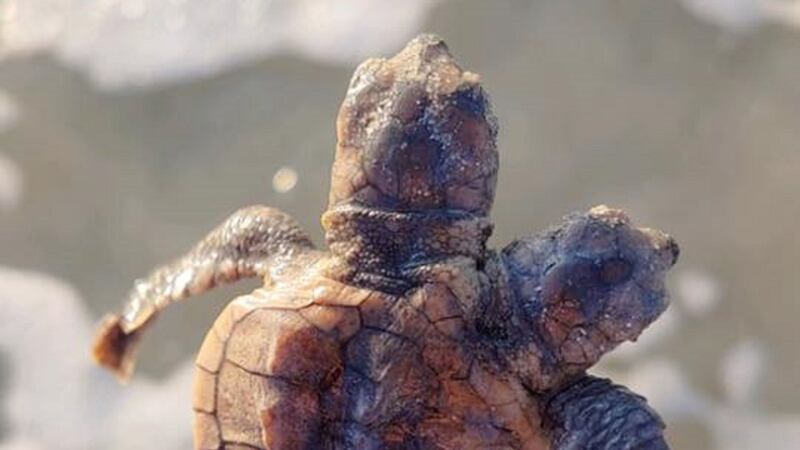 Conservationists with Sea Turtle Patrol in South Carolina said the mutation is ‘very rare’.