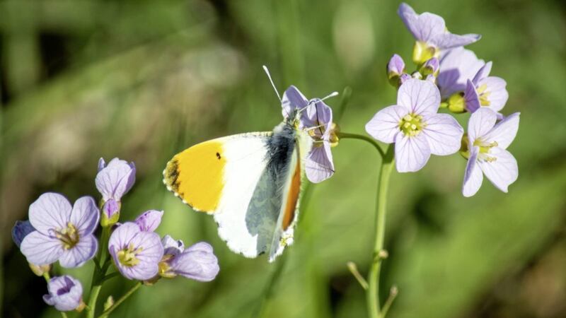 An orange-tip butterfly on a cuckooflower &ndash; the female lays a single egg on the underside of the flower buds 