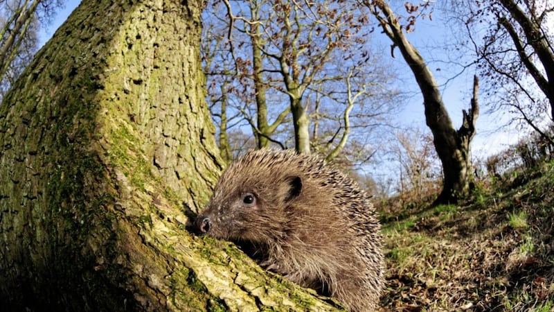 The earliest trace of hedgehogs in Ireland dates back to the mid-13th Century. Picture by L Campbell  