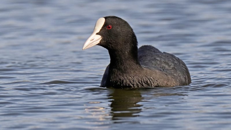 A common coot &ndash; I saw two pairs nesting on a soggy island in south Down 