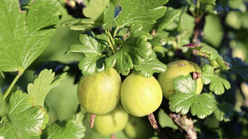 Gooseberries in containers can be planted all year long, but autumn is the ideal time 