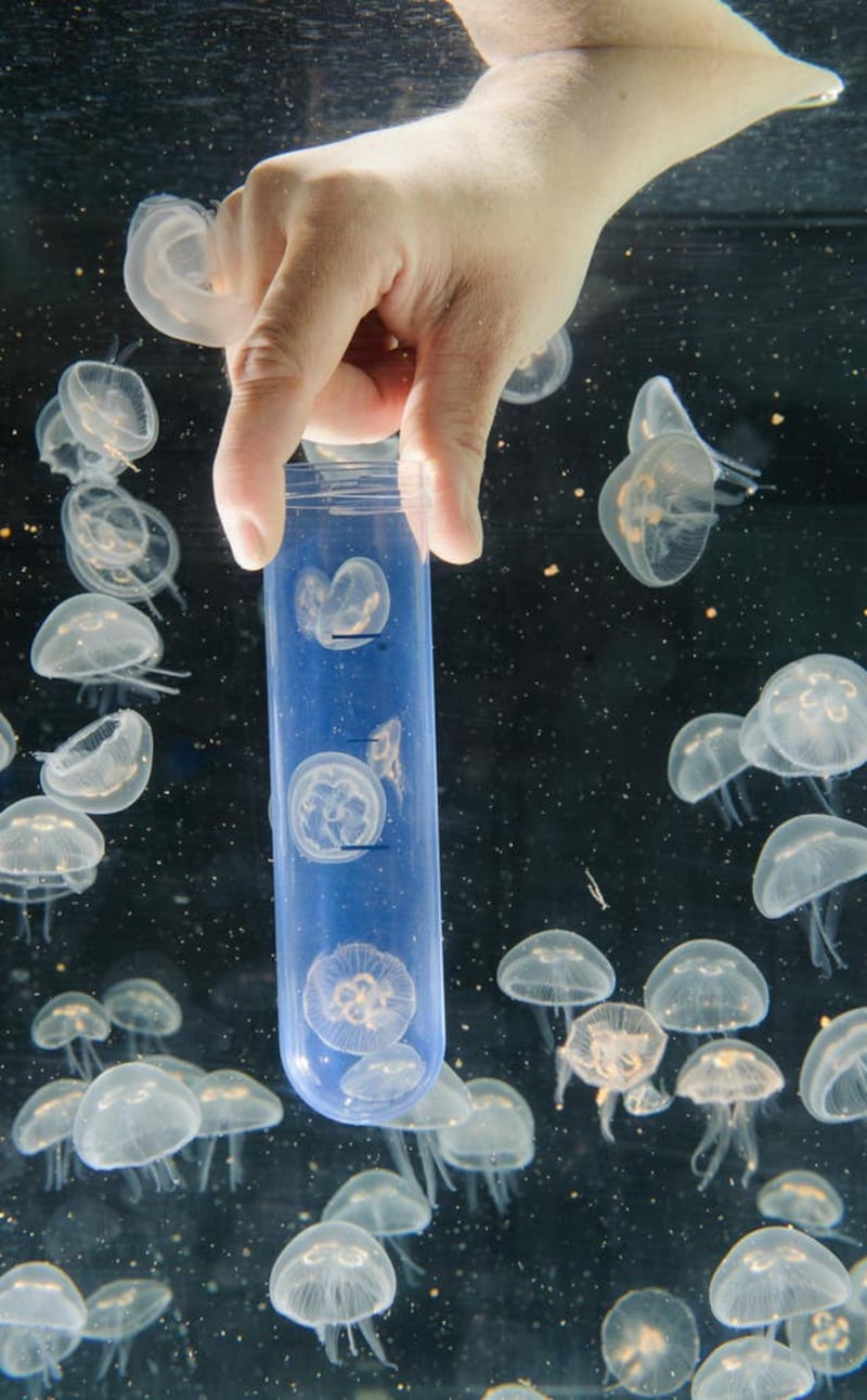 London Aquarium Jellyfish