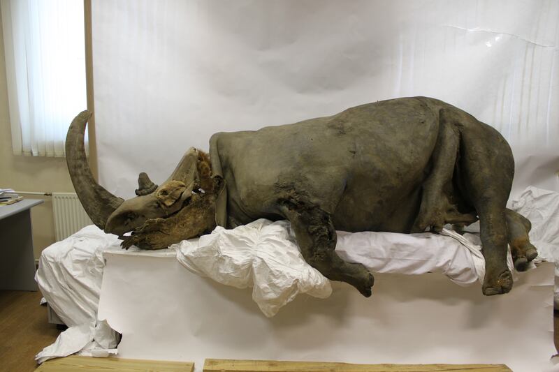 Apreserved woolly rhinoceros from the Kolyma region in Siberia