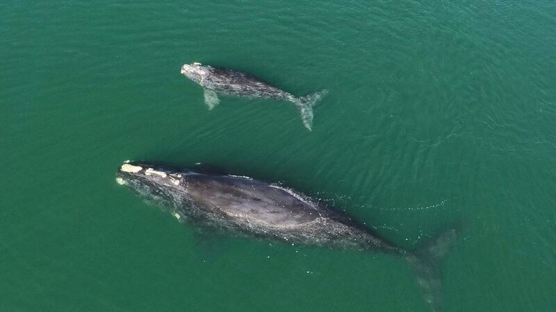 North Atlantic right whales gave birth over the winter in greater numbers than scientists have seen since 2015.