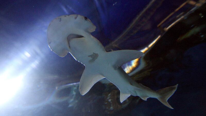 The bonnethead shark eats underwater plants as well as other sea creatures.