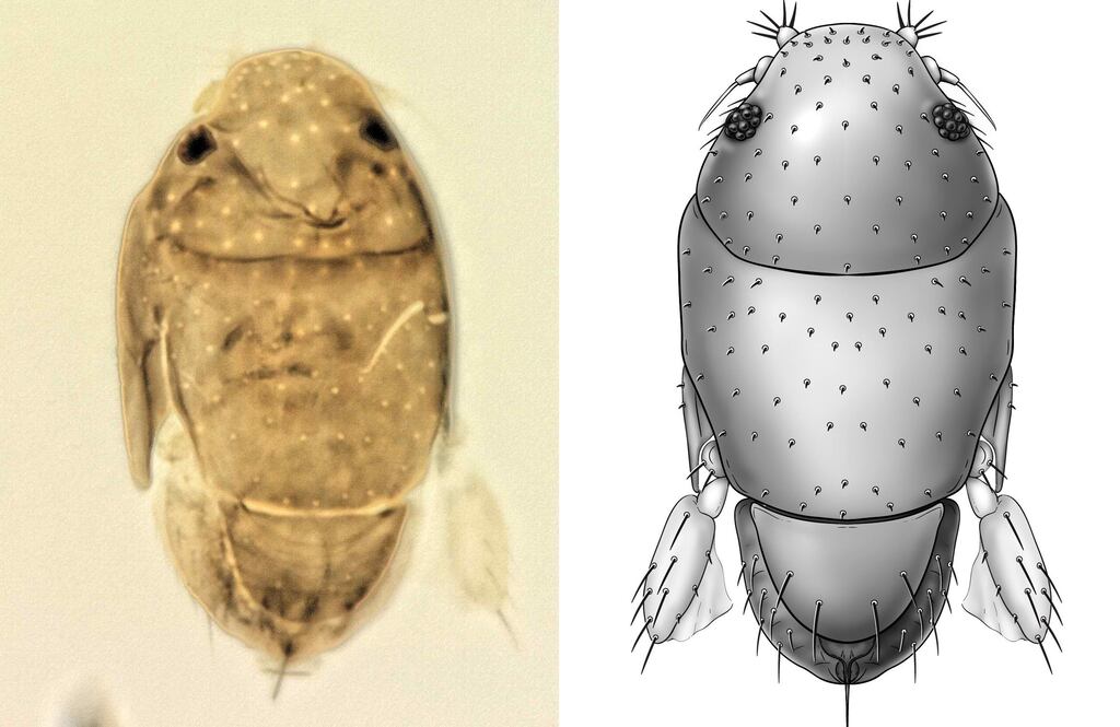 Fly with ‘bulging legs’ has been named after Arnold Schwarzenegger ...