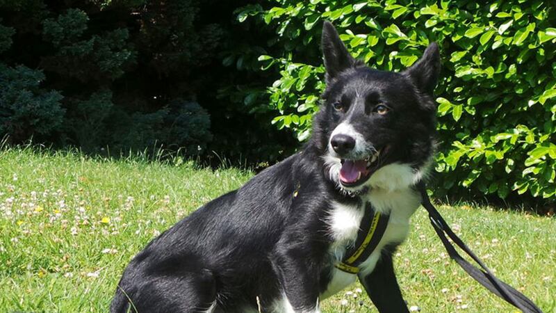 Junior the Border Collie is among the dogs being cared for at Dogs Trust Ballymena while waiting to be rehomed&nbsp;