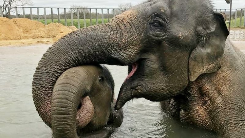 Playing in the pool, she and fellow herd member Lucha were caught on camera by zookeepers with their trunks intertwined.
