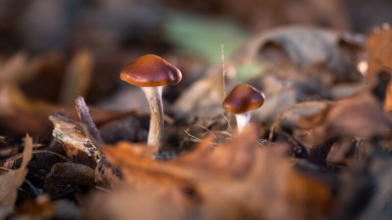 Researchers compared the therapeutic potential of psilocybin – found in the mushrooms – with a six-week course of the antidepressant escitalopram.