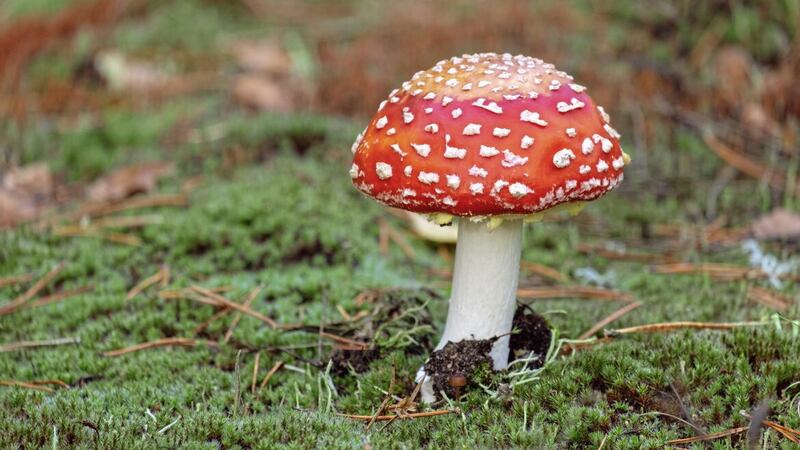 Ancient druids of Celtic times were said to have eaten the hallucinogenic fly agaric during rituals 