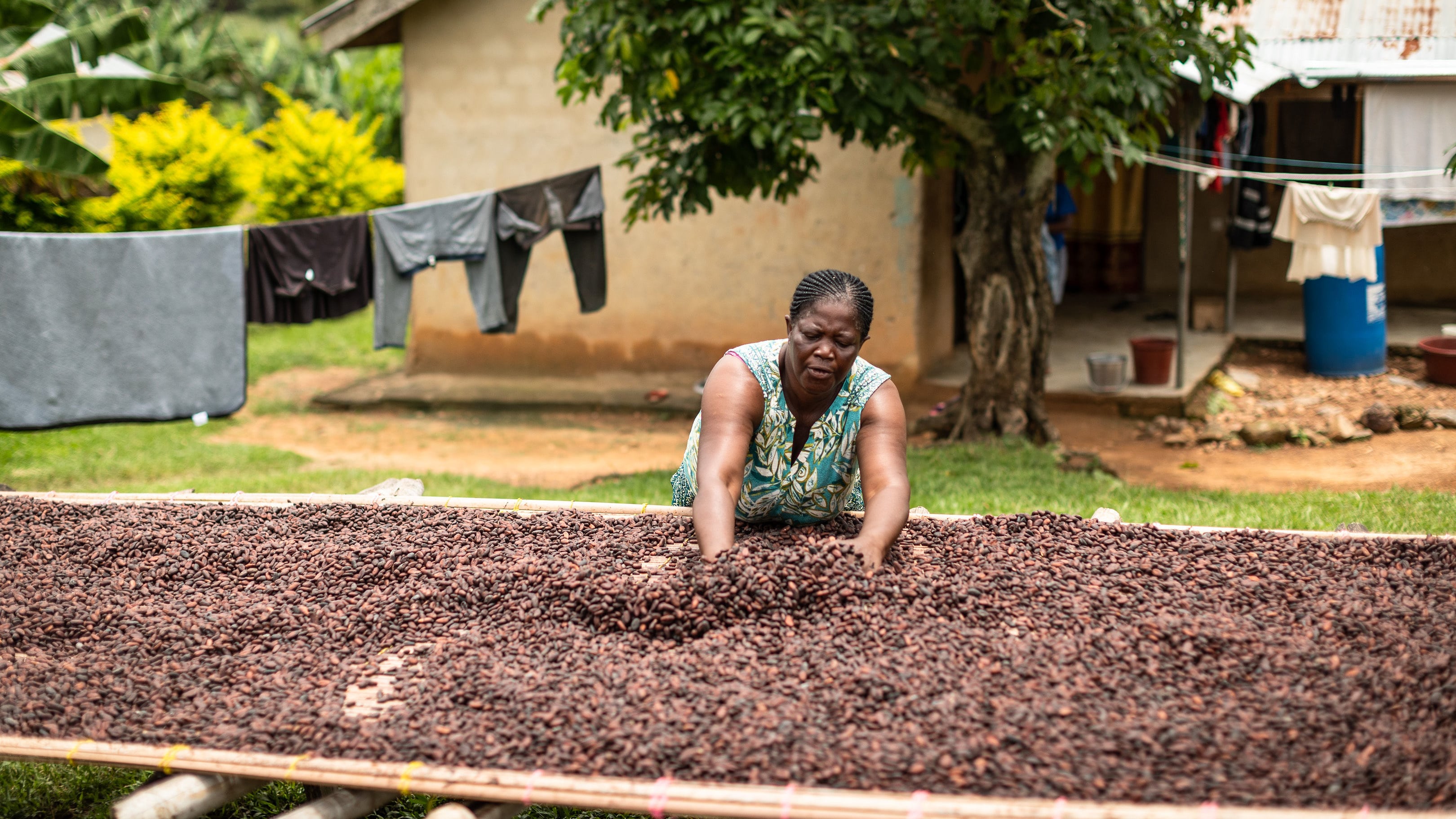Climate change has affected cocoa bean growers
