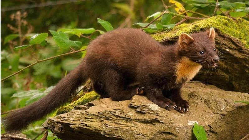 The pine marten is a cat-sized carnivore found in every single county across the north. Picture by &nbsp;Maurice Flynn