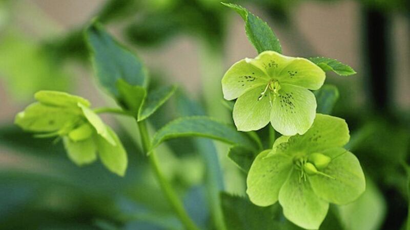 The hellebore&#39;s bashful flowers are far from ostentatious 