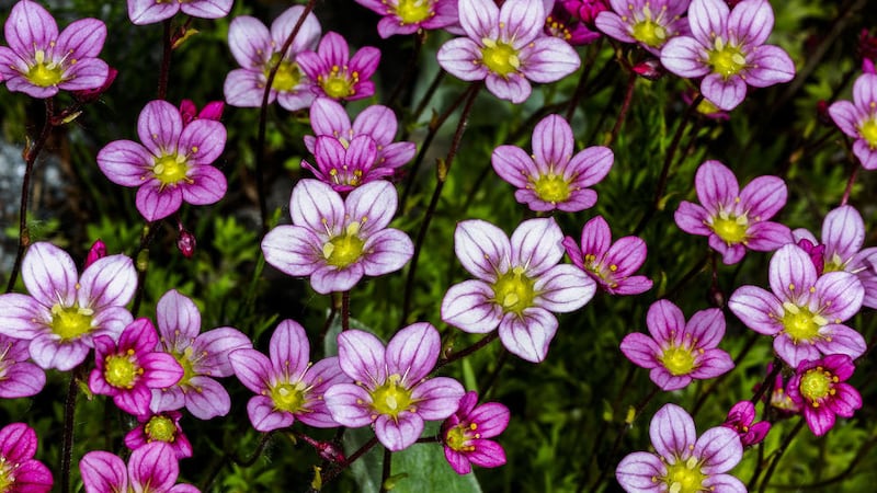 A Generic Photo of saxifrage. See PA Feature GARDENING Chelsea. Picture credit should read: PA Photo/thinkstockphotos. WARNING: This picture must only be used to accompany PA Feature GARDENING Chelsea.   
