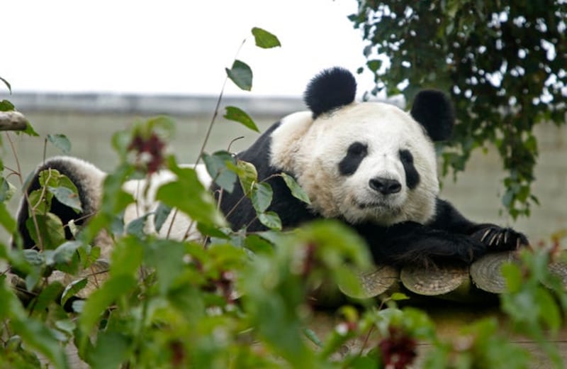 Panda pregnancy
