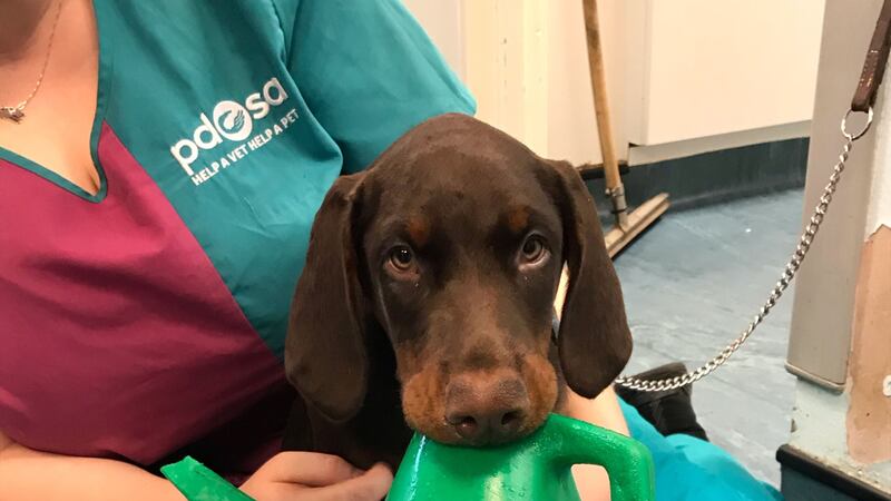 The Doberman puppy needed emergency treatment by the PDSA charity when he became distressed over his predicament.