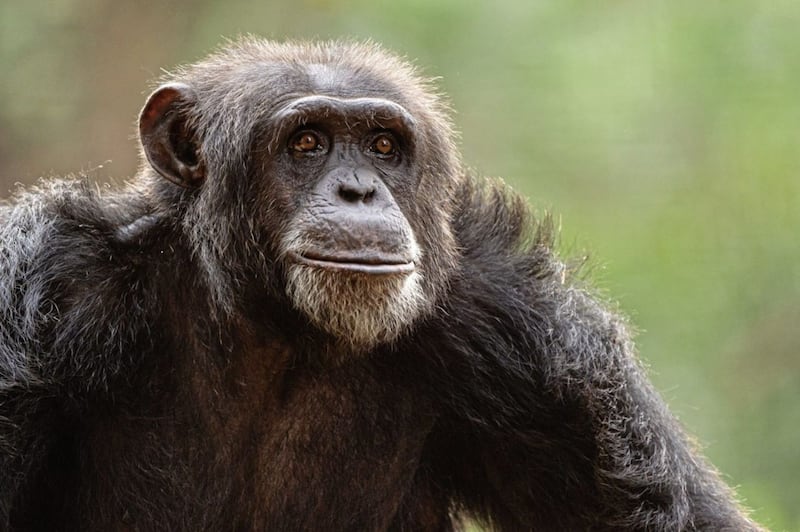Tacugama Chimpanzee Sanctuary occupies a patch of forest on the outskirts of Freetown in Sierra Leone 