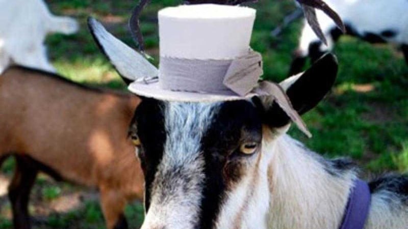 As part of the schedule for a local festival for the 38th Lady of the Lake Festival the search is on for the best dressed goat in the county 