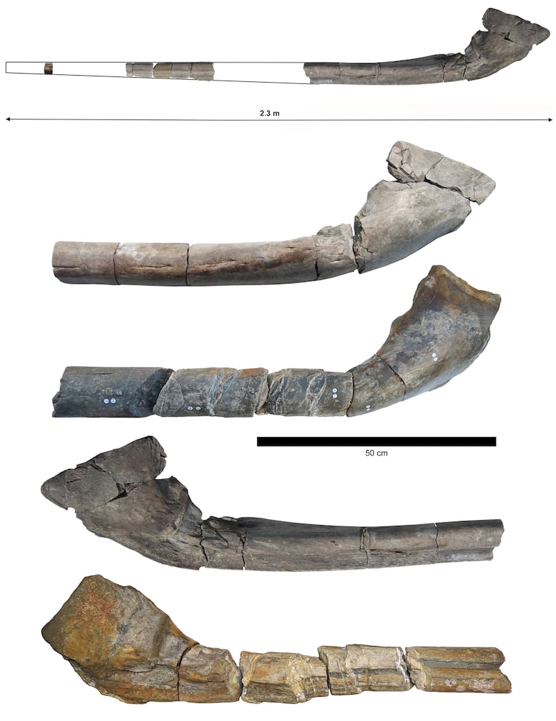A nearly complete giant jawbone, along with a comparison with the 2018 bone found by Paul de la Salle