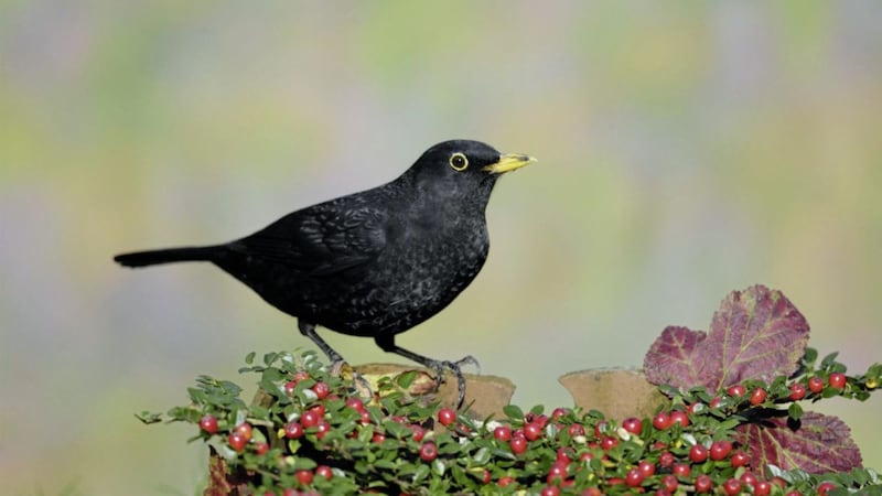 A Blackbird foraging. Picture by Ray Kennedy  