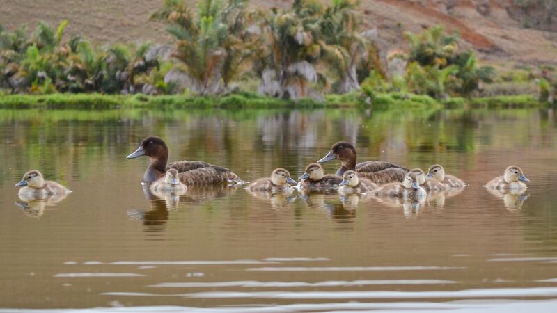 The Madagascar pochards have hit a key milestone in a project to establish a new population sooner than expected.