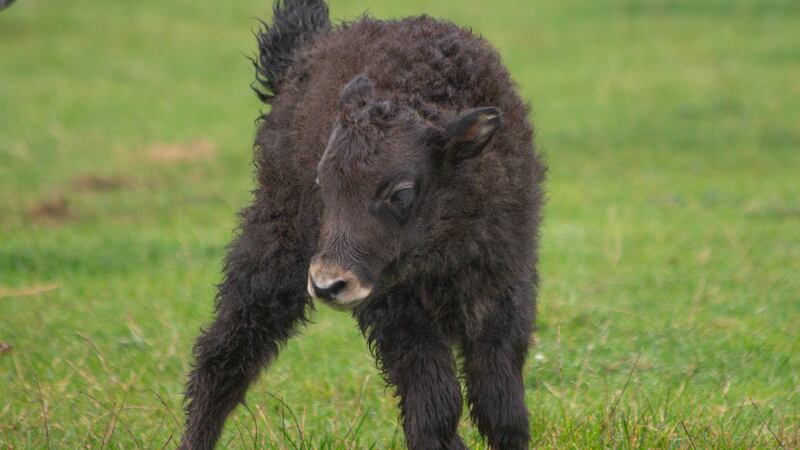 Baby yaks Cedric, pictured, and Tonks are the latest arrivals at Whipsnade Zoo (Whipsnade Zoo/PA)