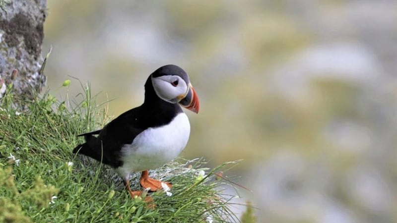 Puffins, swifts and kestrels are among 23 birds that have been moved on to the a list of birds at risk in Ireland 