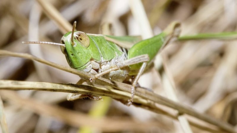A common field grasshopper (Chorthippus brunneus) &ndash; the one I caught a glimpse of was either this or else Omocestus viridulus, the common green grasshopper, says Stephen Coulter 