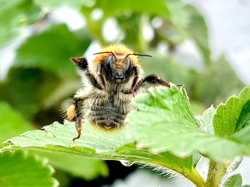 The carder bee