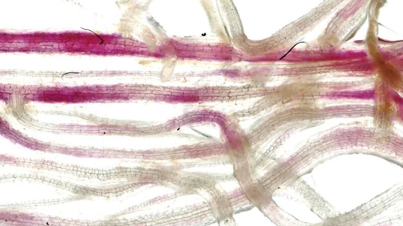 This is the first time this 400 million-year-old process has been visualised in real time in full root systems of living plants, researchers say.
