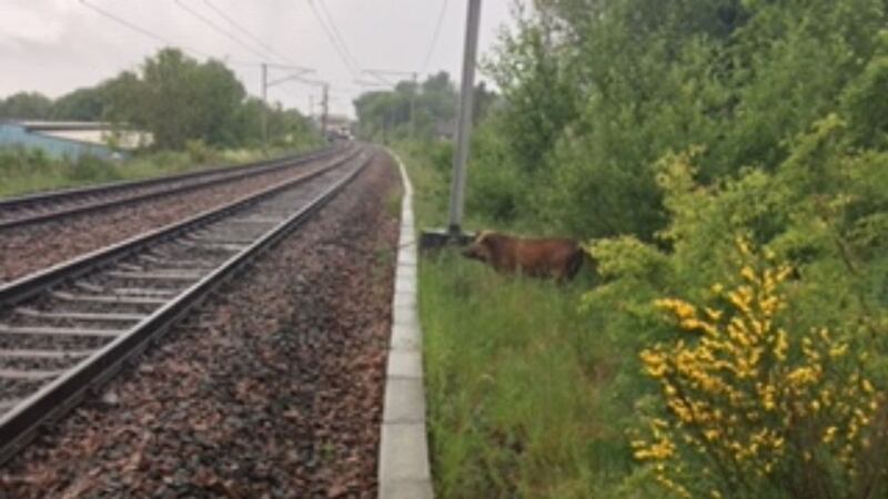It was initially identified as a pig with police and Network Rail teams trying to catch the ‘beast’ on Thursday night.
