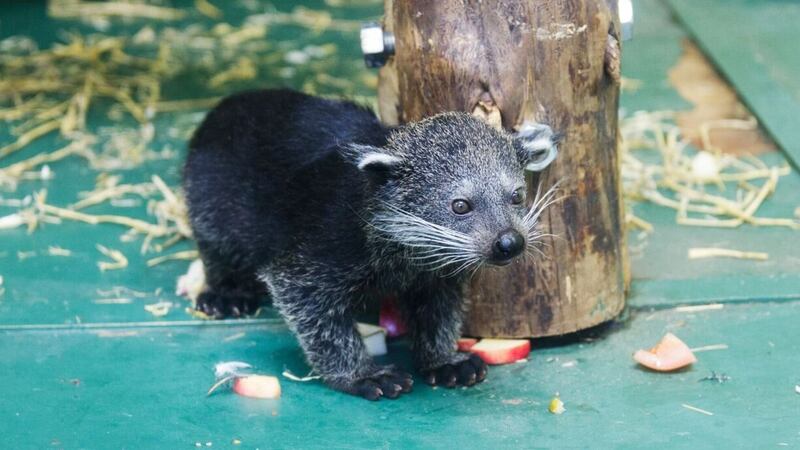 The two binturongs were exploring the enclosure at Edinburgh Zoo with their mother Poppy.