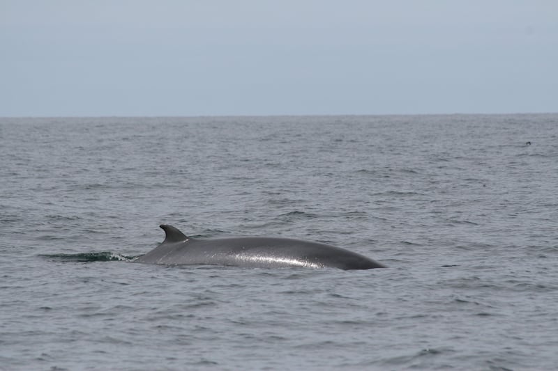 Minke whale off the coast of Holderness, an area which has been protected (Eleanor Stone/PA)