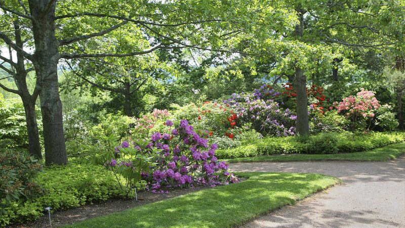 Rhododendrons and azaleas in a shady tranquil area of a park 