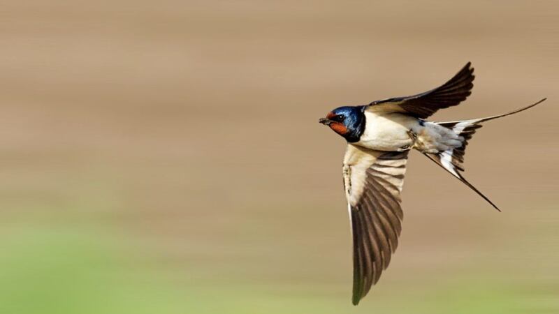 Back in business &ndash; a swallow (Hirundo rustica) on the wing 