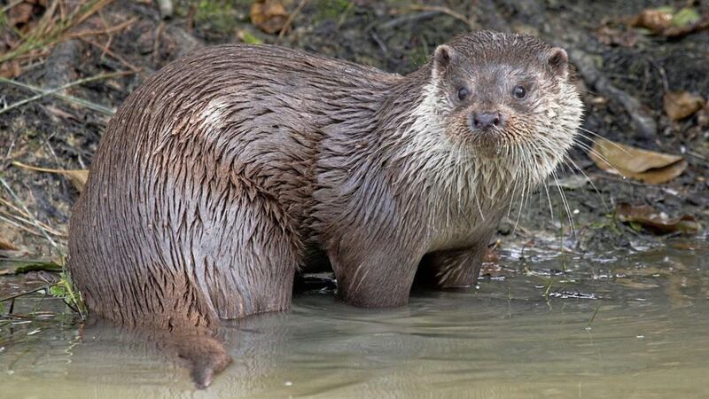 The otter is a European protected species 