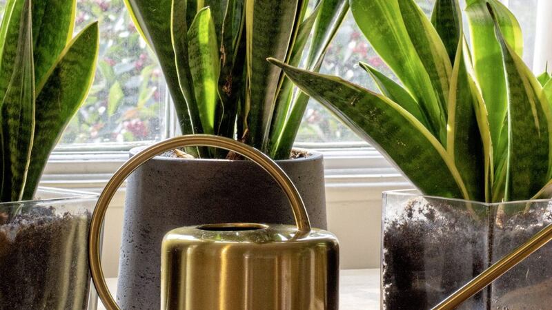A good choice for the bedroom is sansevieria &ndash; it thrives in low light and is easy to grow 