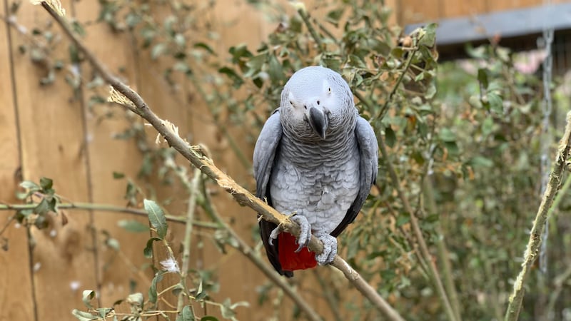 Five African grey parrots at Lincolnshire Wildlife Centre were separated after ‘setting each other off’ with bad language.