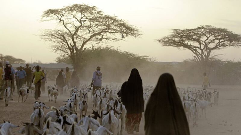 Somali refugees lead their herds of goats home for the night in 2011, inside Dagahaley Camp, outside Dadaab, in Kenya 